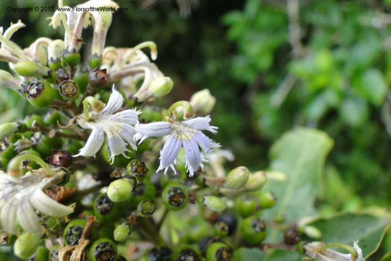 Scaevola, M. Tuiwawa xxx--Fiji. Nadarivatu Nature Reserve. 10 Feb 2011. 026 (92).jpg