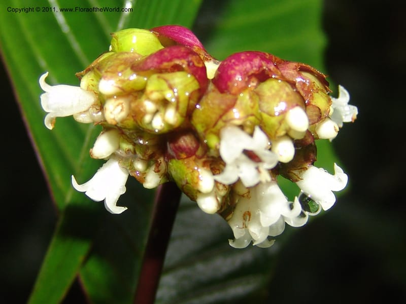 Psychotria oinochrophylla, RVasquez 31535--Peru. Prov. Oxa. Estac. Paujil. Send. El Mirador. 16 Oct 06. 305 (8).jpg