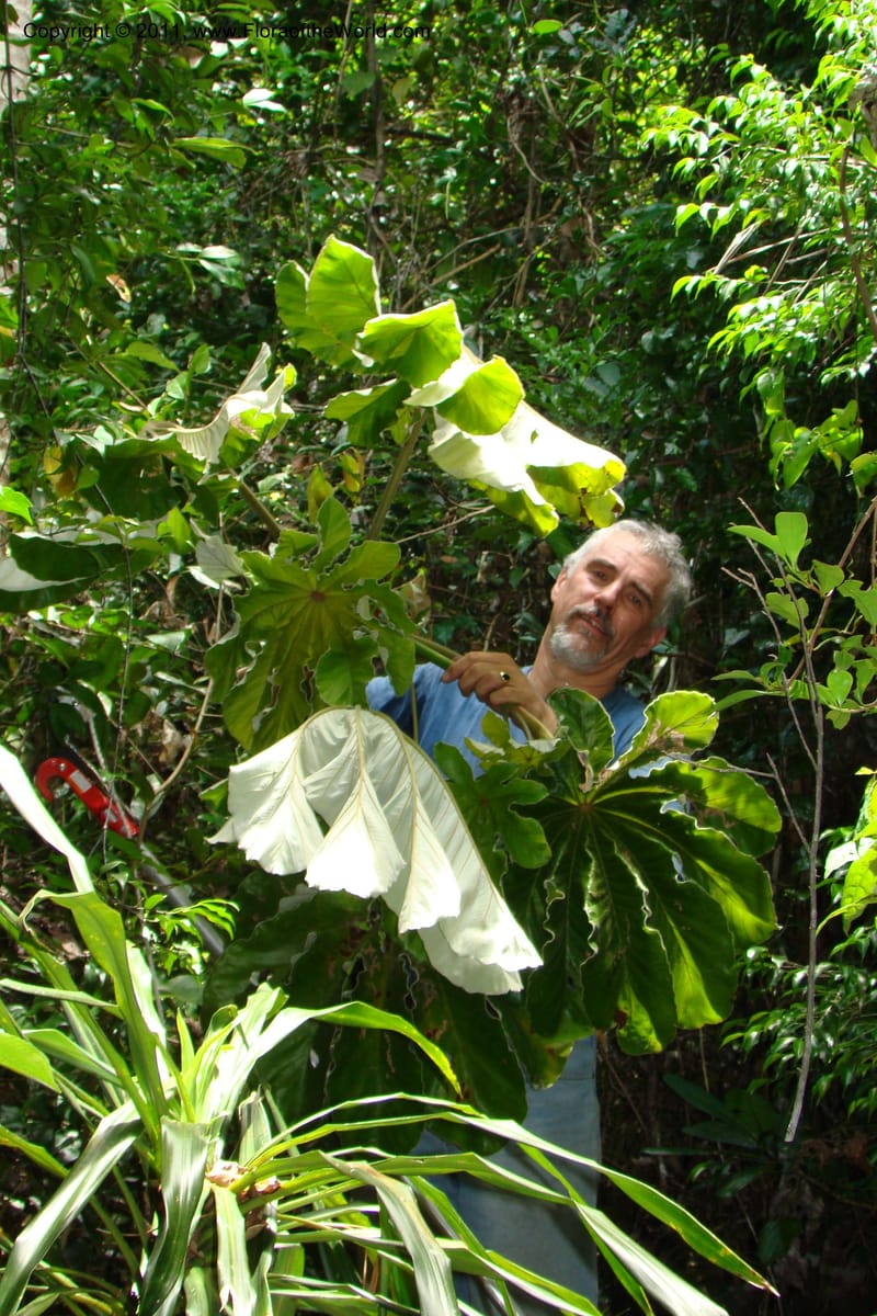 Cecropia peltata, Phillipson 6117--Madagascar. Prov. Fianarantsoa. Manombo Nat. Park. 13 Jan 09. 077 (12).jpg