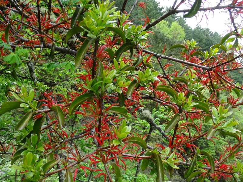 Taxillus delavayi, Boufford, D 43731--China. Sichuan. Taxillus stop. 14 May 2014. DSC06581 (43).JPG