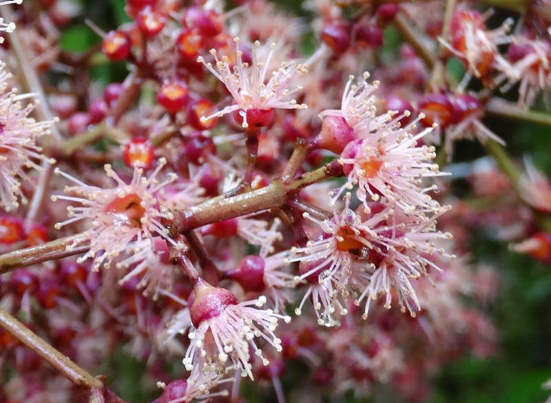 Syzygium, Plunkett, G 3181--Fiji. Waisali Rainf. Reserve. 4 Nov 2015. DSC08848 (18).JPG