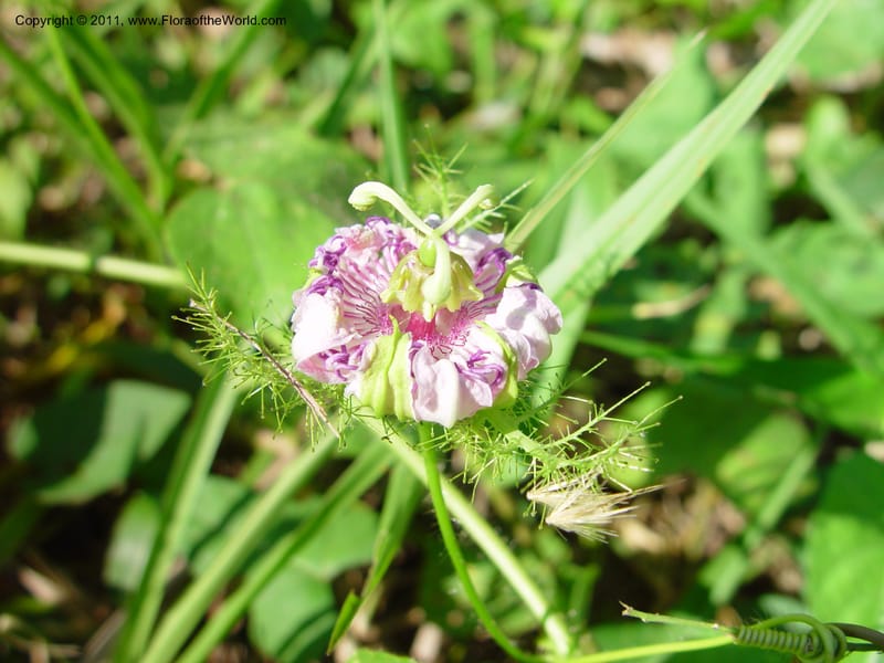 Passiflora foetida, not coll.--MX. Chiapas. Kolom Jaa's Centro Ecot.,  Bosq. Tapijulapa. 18 Mch 03. 007.jpg