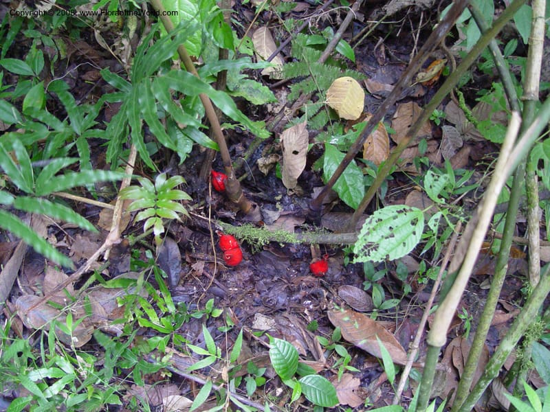 Aframomum sceptrum--Cameroon. Mt. Cameroon. 5 Dec 03. 157.jpg