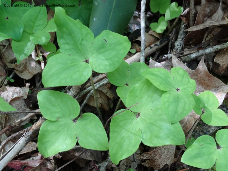 Hepatica, Davidson, C 12982--North Carolina. Clay Co. Perry Gap Rd, Barnard's Cr. 13 May 2015. DSC04860 (36).JPG