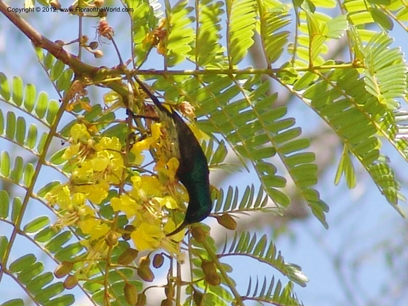 Peltophorum dasyrachis, Rogers, Z 1177--Madagacar. Antsir. Nosy Be. Lokobe Forest. Sunbird. 15 Nov 06. 232 (6).jpg