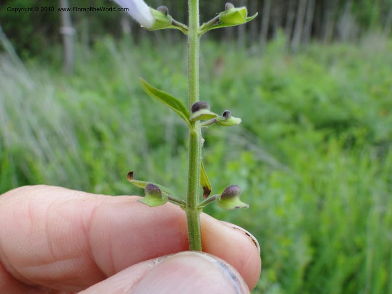 Scutellaria integrifolia, Mori, S 27426, USA, North Carolina, Jones Co, Catfish L Rd 10.5 miles from jct with Hwy 58, E of Maysville, 23 May 2010 (21).JPG