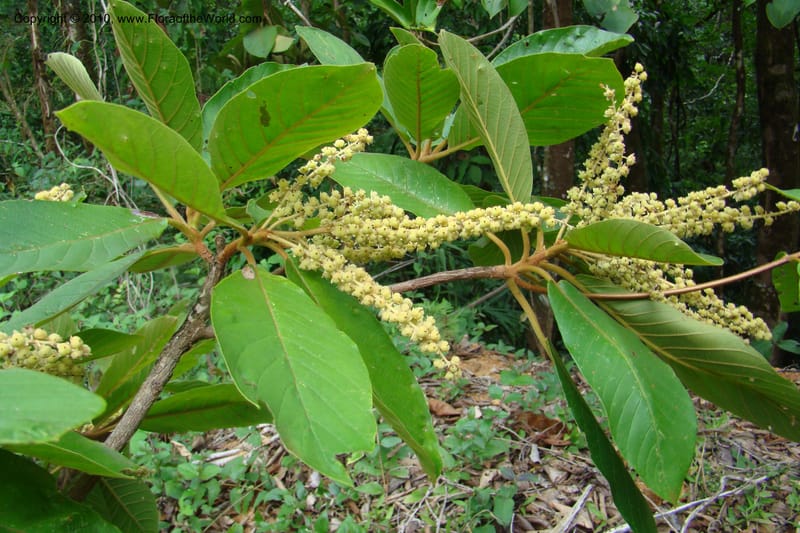 Clethra costaricensis, B. Hammel 25192--Costa Rica. Prov. San Jose. 20 April 09. 159.jpg