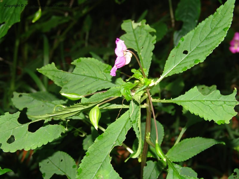 Impatiens, ROR1588--Madag. Parc Nat. Montagne d'Ambre. 11 Nov 06. 172.jpg