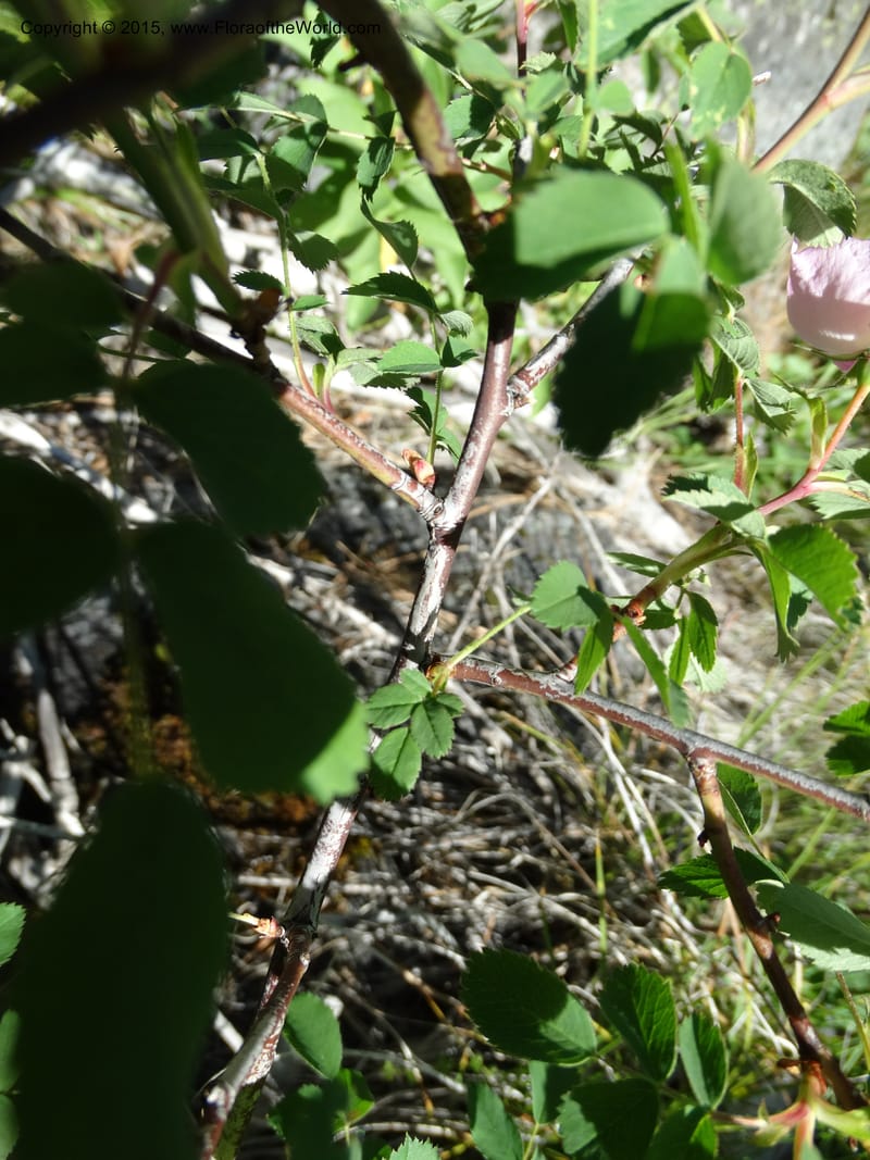 Rosa nutkana, Davidson, C 12515--Idaho. Valley Co. Payette Lake, Sylvan Beach. 18 Jun 2014. DSC09162 (19).JPG