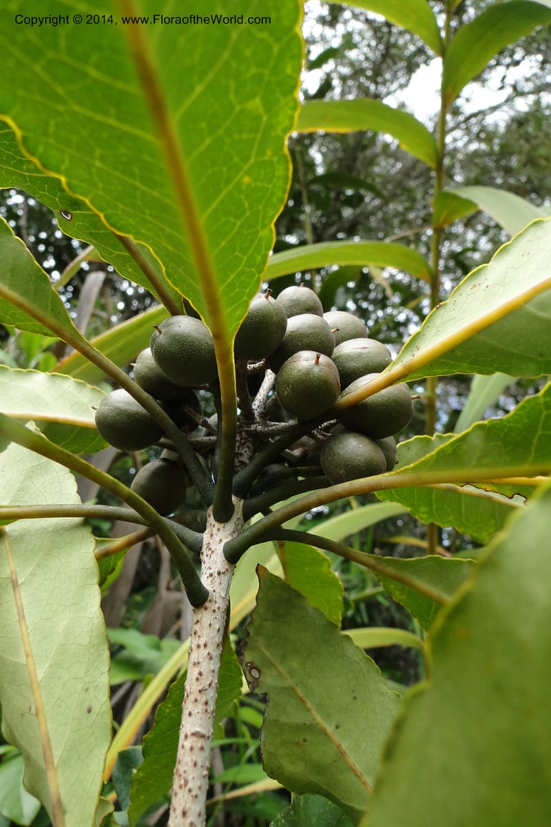 Pittosporum, J. Munzinger 6590--New Caledonia. Mine St. Louis Boulinda. 18 Feb 2011. 070 (6).jpg