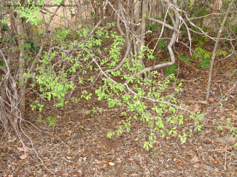 Erythroxylum, ROR1534--Madag. Prov. Antsir. Sahafary, Andranomadiro. 7 Nov 06. 461.jpg