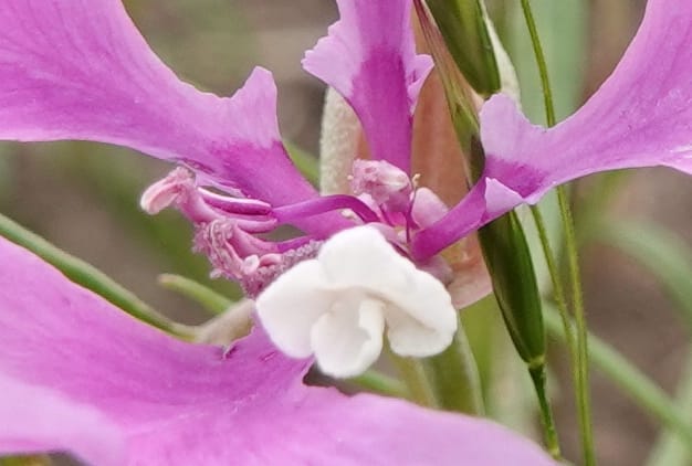 Clarkia pulchella, C. Davidson 13768--Oregon. Wallowa Co. Upper Camp Creek Canyon. 4 Jun 2018. DSC04733 (53).JPG