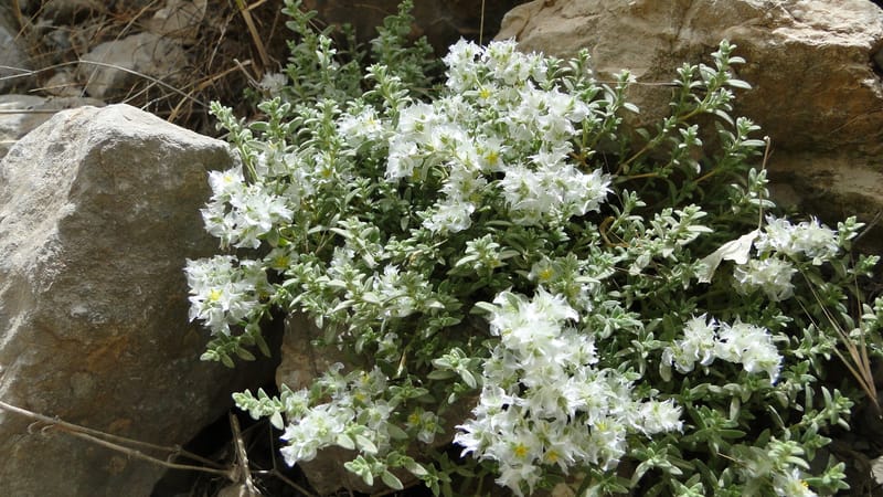 Paronychia kurdica, A. G. Miller 120.6--Iraq. Kurdistan. Shakh-i Pira Magun. 9 June 2010. 265 (6).jpg