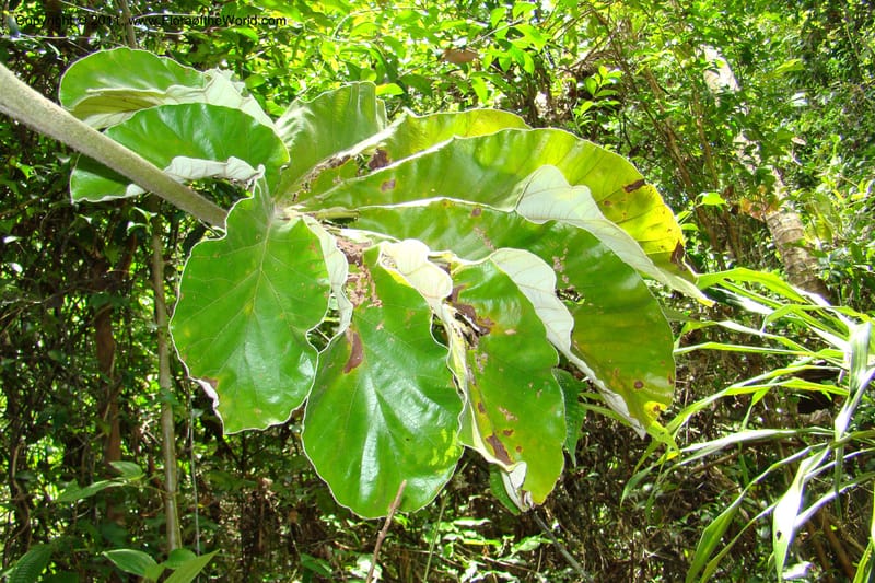 Cecropia peltata, Phillipson 6117--Madagascar. Prov. Fianarantsoa. Manombo Nat. Park. 13 Jan 09. 077 (34).jpg