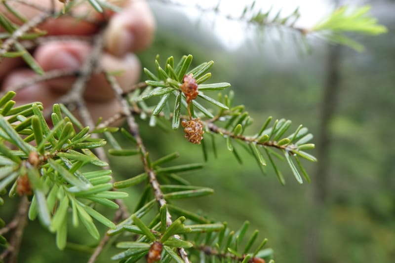 Tsuga chinensis, Tseng Yu-Hsin 1332--Taiwan. Taroko Nat. Park. Mt. Bilu Trail. 21 May 2016.  (205).JPG