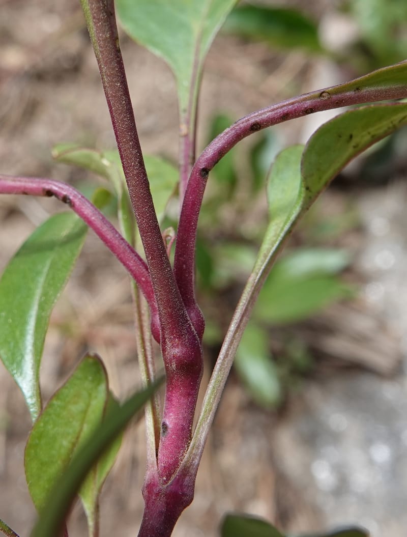 Penstemon albertinus, C. Davidson 13840--ID. Shoshone Co. Freezeout Rd. FR 301. 10 Jul 2018. DSC06582 (277).JPG