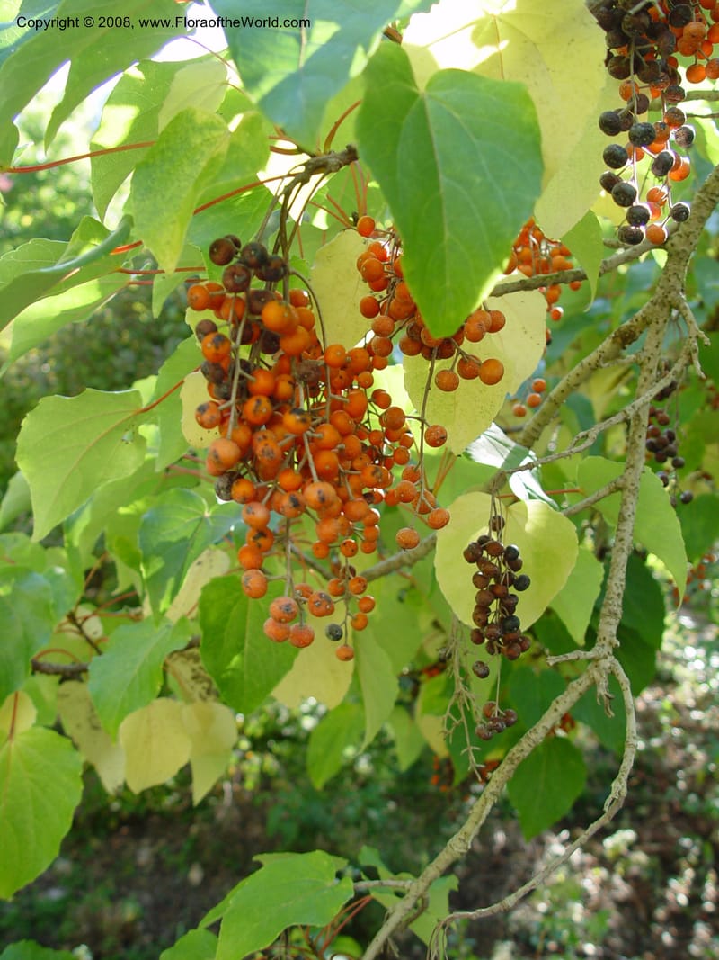 Idesia polycarpa--CA. Sonoma Co. Quarryhill Botanical Garden II. 24 Oct 03. 050.jpg