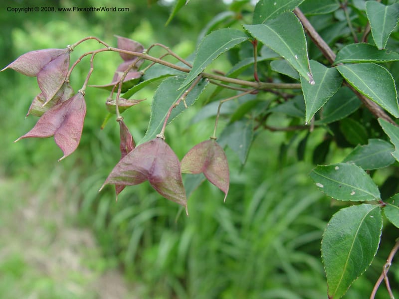 Staphylea bumalda--Japan. Honshu. Shiga Pref. Ibukiyama. 18 Jul 03. 054.jpg