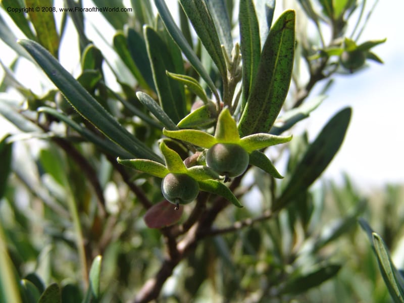 Diospyros dichrophylla--So.Africa. E. Cape. Waringham Farm, Quanti Area, Stut. 8 Mch 05. 381.jpg