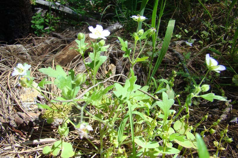 Nemophila kirtleyi, C. Davidson 11358--Idaho. Idaho Co. Salmon River. Polly Bemis Ranch. 27 May 2009. 339.jpg