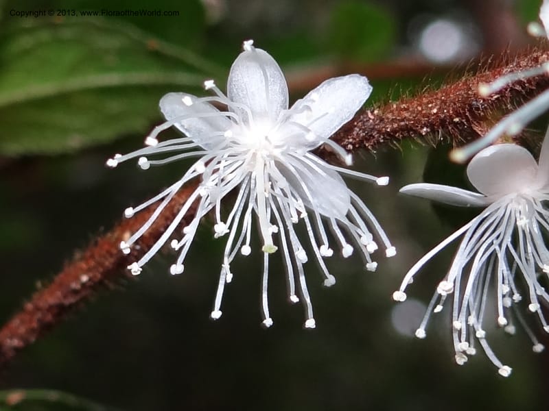 Symplocos, SAN.153214--Malaysia, Sabah. Mt. Kinabalu. 5 Apr 2012. DSC06767 (243).JPG