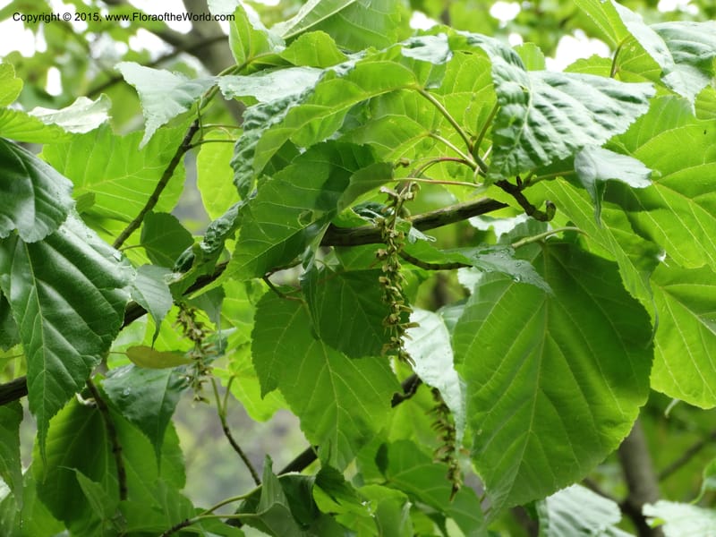Acer davidii, Boufford, D 43630--China. Sichuan. LiXian. MiYaLuo. 9 May 2014. DSC04513 (175).JPG