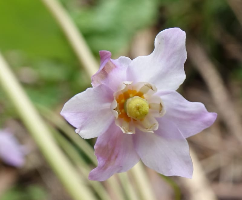 Ranzania japonica--Japan. Myoko Kenmin-no-mori. Hiuchiyama Trial. 27 May 2016.  (144).JPG
