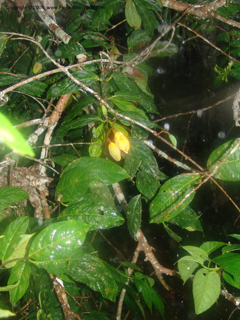 Peritassa huanucana, AAraujoM1168--Bolivia. Pq. Nac. Madidi. Rio Tuichi, Rudidi Cr. 28 Nov 04. 050.jpg