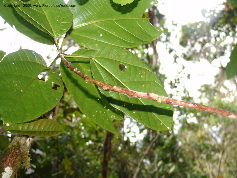 Alchornea, DNeill15916--Ecuador. Prv. Zam. Ch. C del Condor. Wawaime plot. 22 Sep 07. 468.jpg