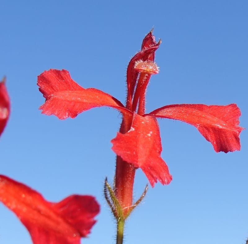 Leschenaultia hirsuta, Davidson, C 13418--Australia. W.A. Tootbardie Rd.-Coorow Rd. 23 Oct 2016. DSC04758 (25).JPG