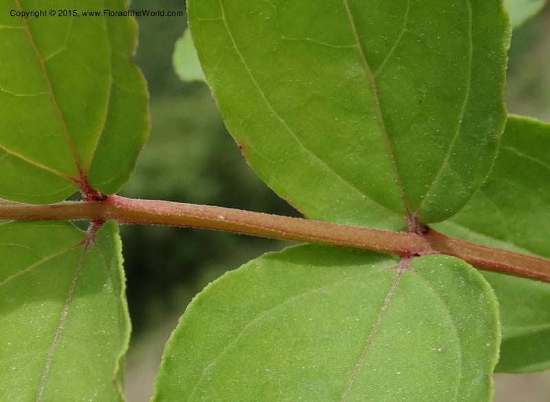 Coriaria nepalensis, Boufford, D 43590--China. Sichuan. Tudiling Tunnel. 6 May 2014. DSC03860 (107).JPG
