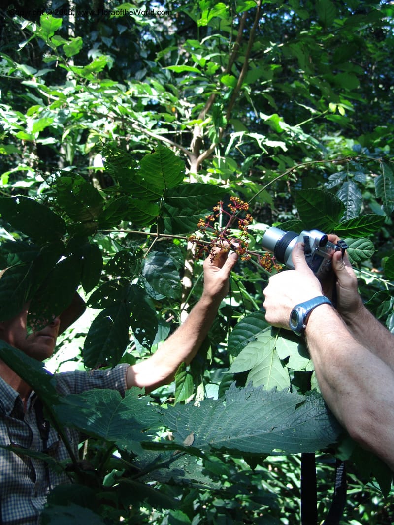 Leea guineensis--Kenya. Kakamega Forest. 8 Jul 04. 070.jpg