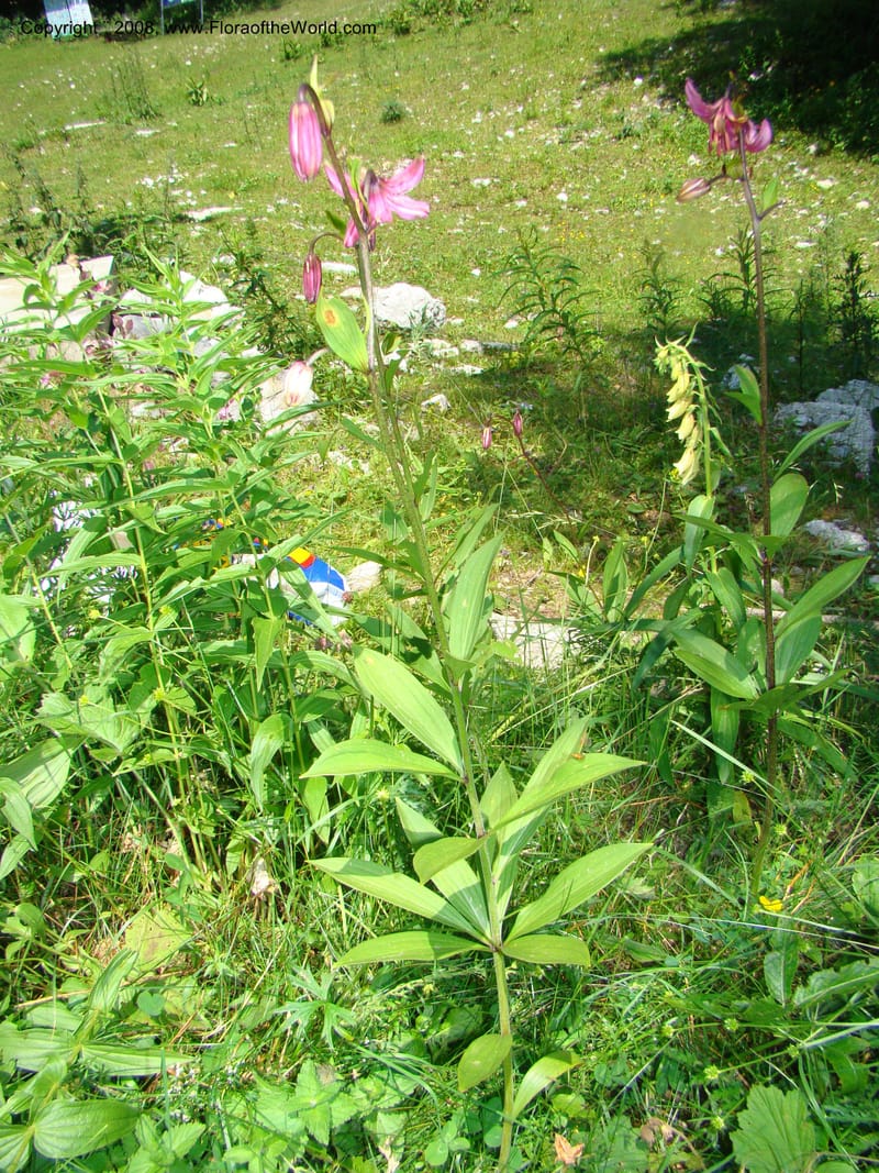 Lilium martagon, CDavidson11254--Slovenia. Gorenska Reg. Velika Planina. 6 Jul 08. 149.jpg