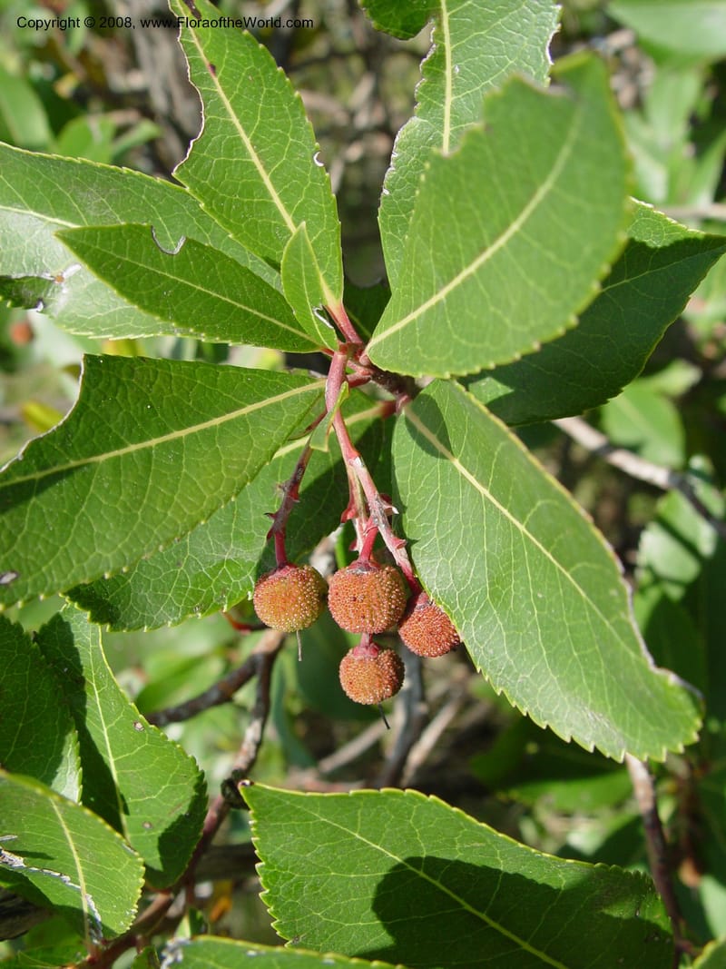 Arbutus unedo--Spain. Prov. Barcelona. Parc del Garraf. 20 Apr 04. 160.jpg