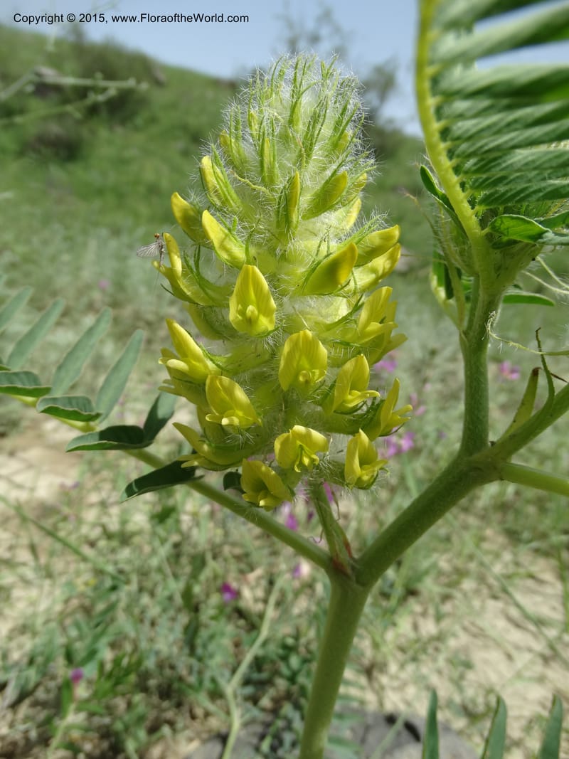 Astragalus trichocalyx, Davidson, C 12434--Georgia (Caucasus). Rustavi Village. 5 Jun 2014. DSC07073 (231).JPG
