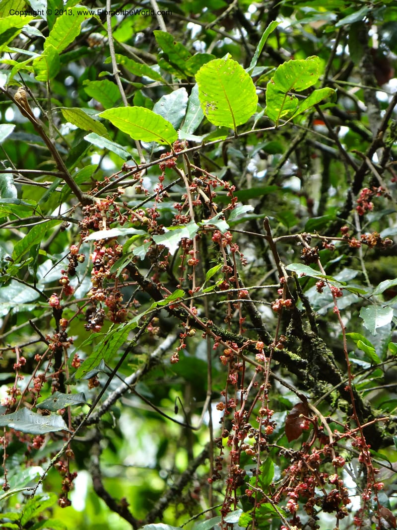 Cupaniopsis flagelliformis, Gray, B 9642--Australia. Queensland. Mt. Lewis Rd., Mt. Lewis. 13 Nov 2013. DSC08352 (160).JPG