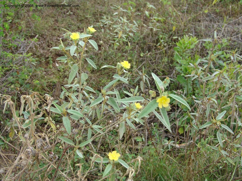 Melhania--Tanzania. Zanzibar. Jozani Forest to Paje Rd. 17 Jul 04. 102.jpg