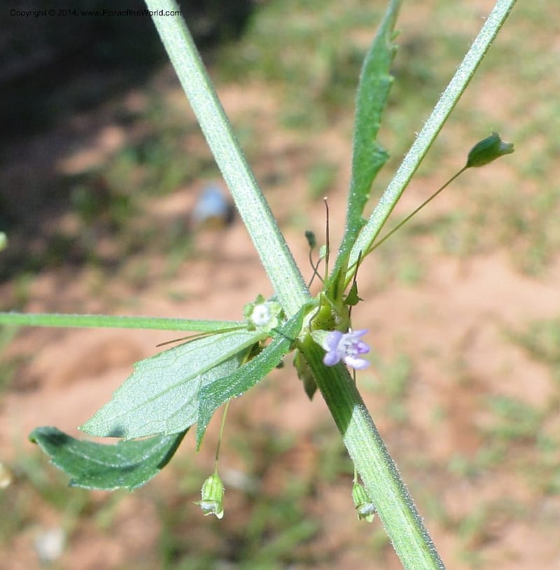 Hyptis elegans, Stevens, W.D. 31077, Cerro Cora, 15 Mar 2011 1485 (5).JPG