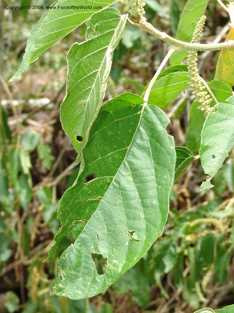 Croton, RVasquez32971--Peru. Pillcopata. Qbda Pini Pini. 29 Oct 07. 203.jpg