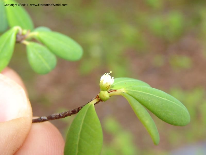 Erythroxylum, ROR1534--Madag. Prov. Antsir. Sahafary, Andranomadiro. 7 Nov 06. 469.jpg