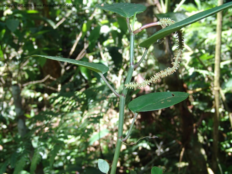 Renealmia, not coll.--Bolivia. Pq. Nac. Madidi. Chalalan. Send. Anta. 30 Nov 04. 235.jpg