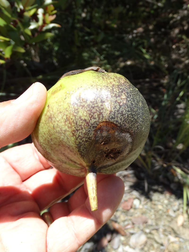 Strasburgeria robusta, Lowry, P 7371--New Caledonia. Mont Dzumac. 12 Nov 2015. DSC01563 (169).JPG