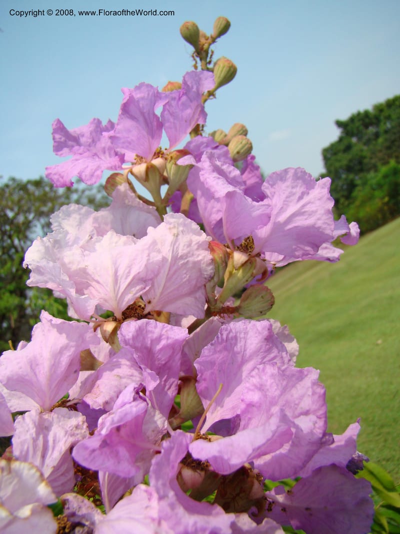 Lagerstroemia--Thailand. Queen Sirikit Arboretum, ca Khon Kaen. 11 Mch 08. 136.jpg