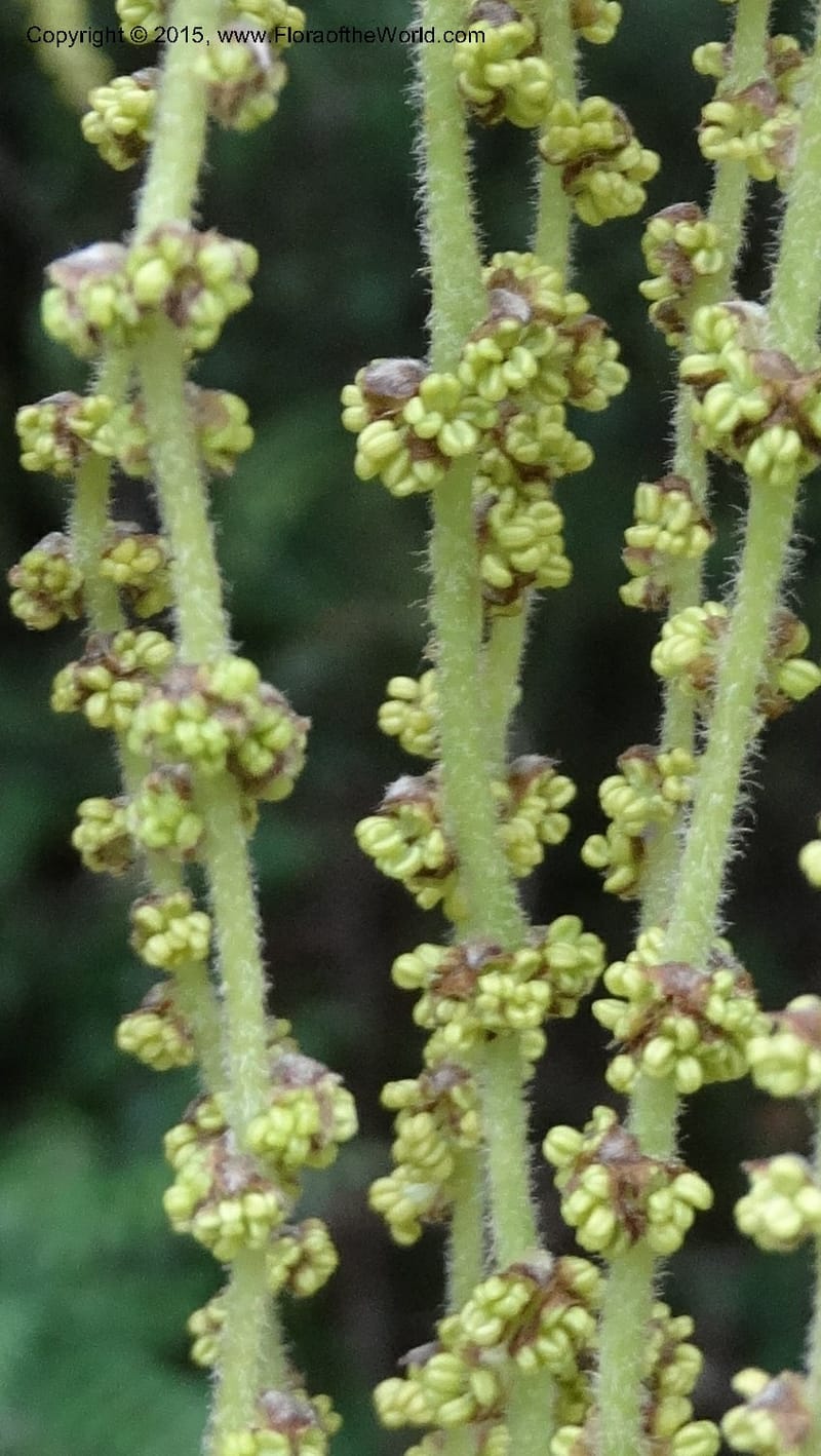 Quercus, Boufford, D 43691--China. Sichuan. LongDongZhen on Rd. to LeiYuan Shan. 13 May 2014. DSC05860 (121).JPG