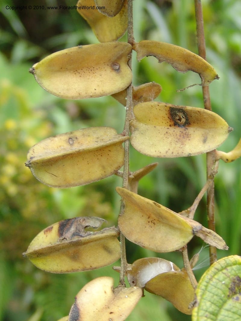 Dioscorea, Croat 96235--Ecuador. Prov. Pichincha. La Union-Chiriboga-Quito. 22 Mar 06. 205 (6).jpg