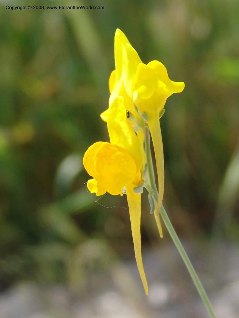 Linaria supina--Spain. Prov. Almeria. Los Yesos. 22 Apr 05. 031.jpg