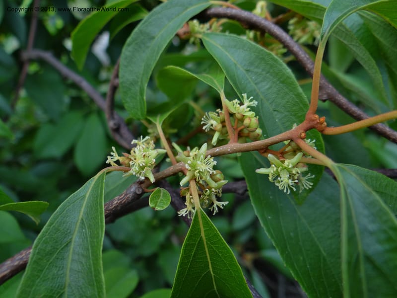 Actinidia lanceolata, Davidson, C 1205287--China. Zhejiang Prov. Shunxi Village. 28 May 2012. DSC00348 (100).JPG