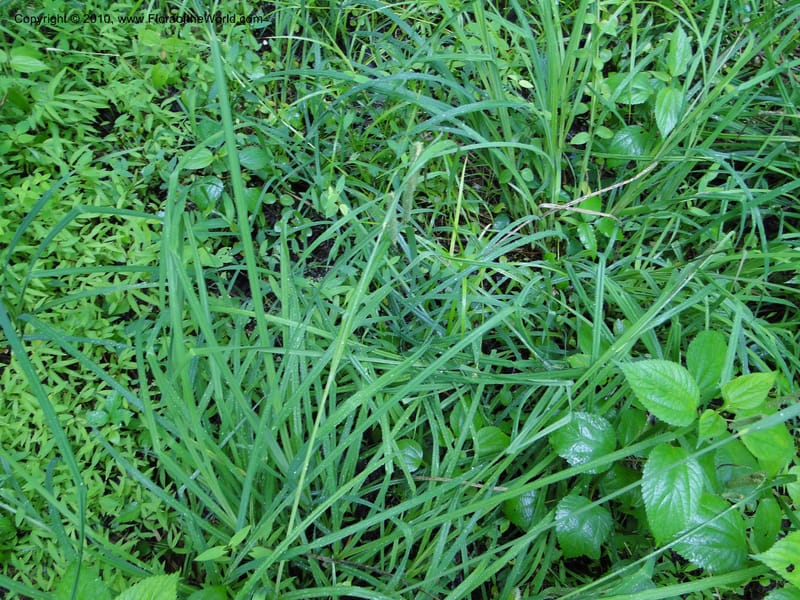 Carex crinata, Mori S 27442, USA, North Carolina, Wake Co., Boyce Bridge Rd., 25 May 2010 (4).JPG