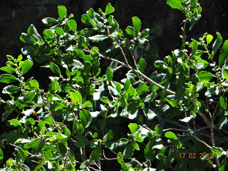 Azara petiolaris, W. D. Stevens 34089--Chile, Puente Polcura, 17 Feb 2013 8324 (28).JPG