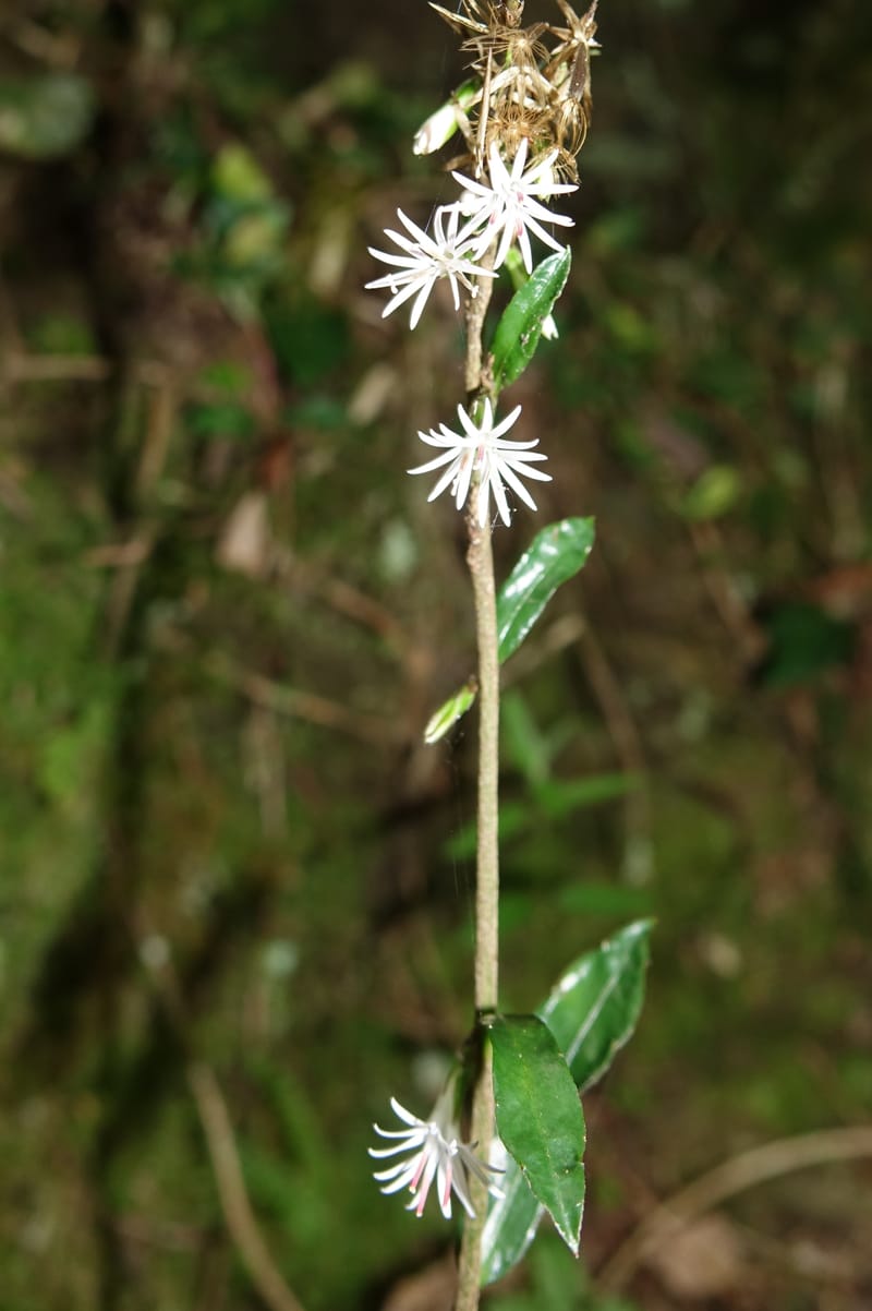 Ainsliaea latifolia, Tseng Yu-Hsin 1331--Taiwan. Taroko Nat. Park. Mt. Bilu Trail. 21 May 2016.  (133).JPG